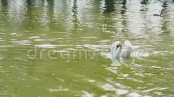 优雅的白天鹅浮在池塘里视频的预览图