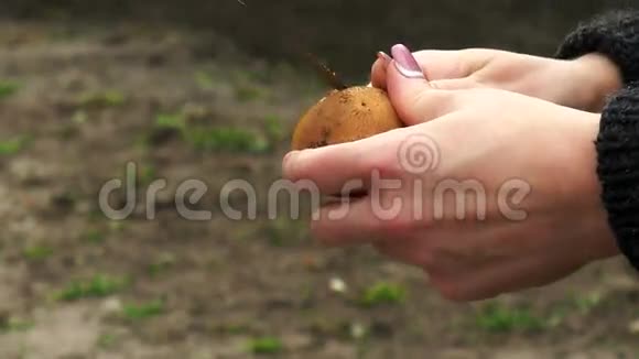 马铃薯块茎的清洗视频的预览图