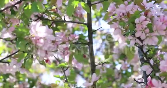 神奇的苹果树花朵盛开春天在树上开花春天的树开着粉红色和红色花瓣的花视频的预览图