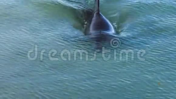 两只海豚和一只在海上射击视频的预览图