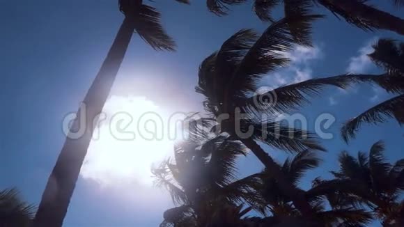热带岛屿上的棕榈树风视频的预览图