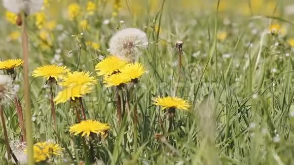 在春风拂面的草地上翻动蒲公英视频的预览图