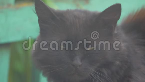黑猫坐在长凳上慢动作视频晒太阳生活方式宠物视频的预览图