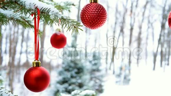 在白雪覆盖的松树枝上悬挂着红色的圣诞宝贝球视频的预览图