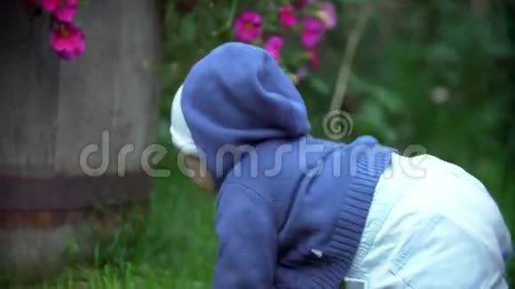 一个孩子在花园里玩花小男孩从采萨爬到一个大灌木丛里花是有趣的视频的预览图