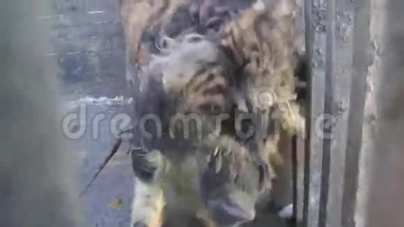 曼加利特萨猪在院子里痒视频的预览图
