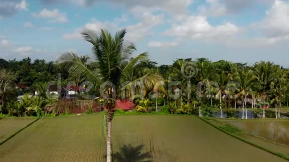 4K空中无人机镜头的稻田与热带树木和椰子棕榈巴厘岛乌布视频的预览图