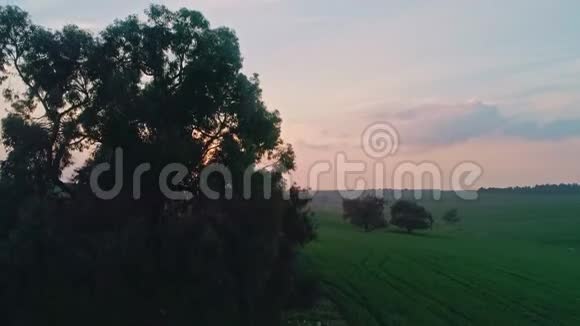 日落时在绿色麦田上空缓慢飞行视频的预览图