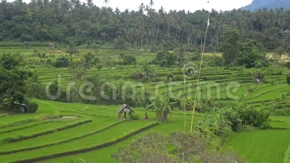 背景亚洲俯视绿色植物田间水稻产业夏季旅游景观农业视频的预览图