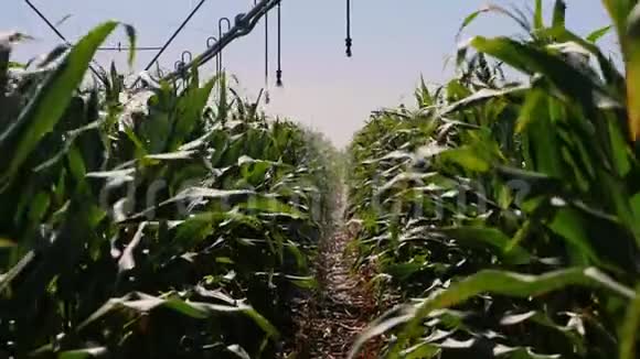 田间自动化灌溉系统视频的预览图