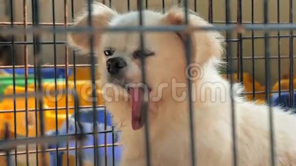 栅栏后面悲伤的混合犬画像狗在收容所或动物托儿所动物避难所概念视频的预览图