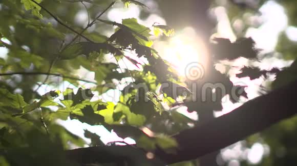 自然背景美丽的太阳透过风树绿叶的吹拂而闪耀与太阳模糊的抽象波克视频的预览图