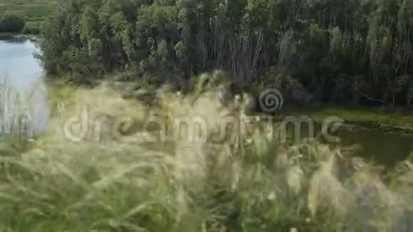 绿草在河边的风中摇曳视频的预览图