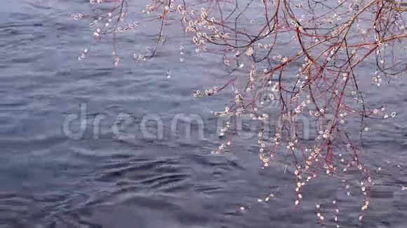 柳树在春天开花视频的预览图