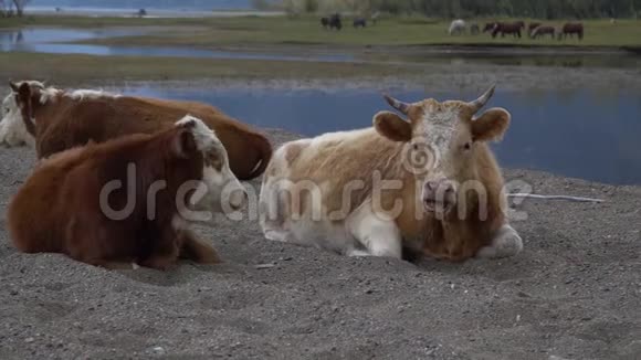 山河沙岸上的一群牛视频的预览图