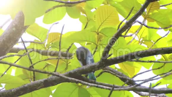 蓝鸟坐在树上放松视频的预览图