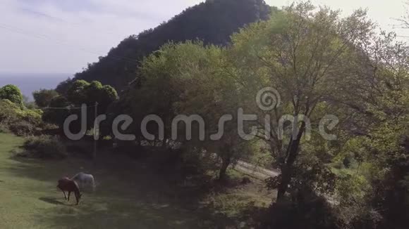 乡间景色可爱的大马在绿草如茵的大牧场自由放牧视频的预览图