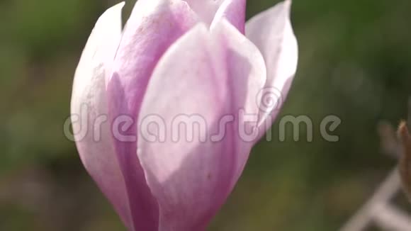 美丽的粉红色玉兰花在花园里的风中太阳眩光4k慢动作视频的预览图