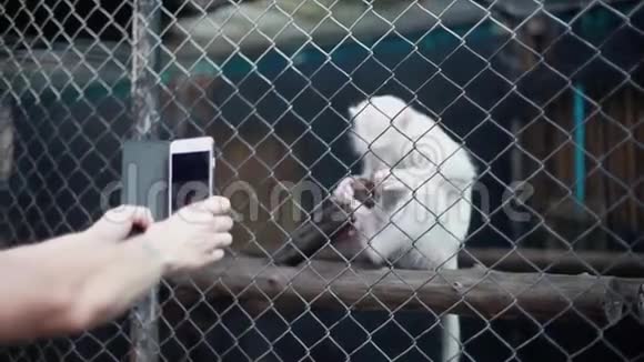 在动物园里一只小白猴子的智能手机正人类的双手特写1920x1080视频的预览图