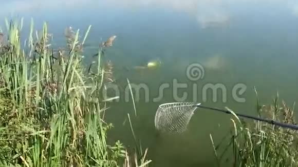 夏天在晴朗的天气里从湖中捕获的鲤鱼进入网络视频的预览图