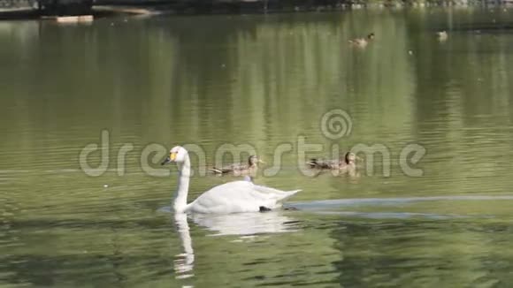黄白天鹅在湖上游泳视频的预览图