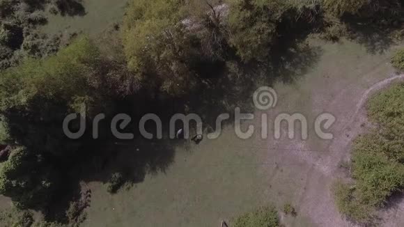 美丽的马在绿草如茵的大牧场上自由放牧视频的预览图