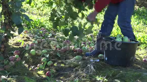 农场工人妇女在果园里把苹果放进塑料黑桶里4K视频的预览图