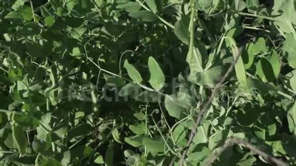 绿色豌豆在花园里成熟了视频的预览图