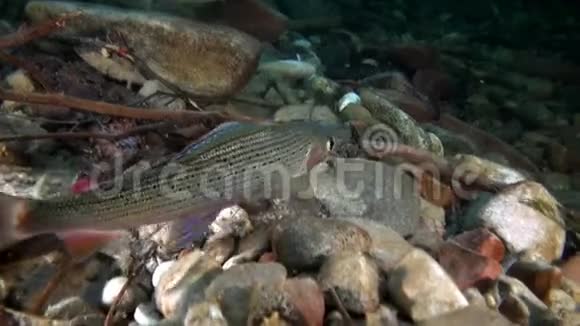 俄罗斯西伯利亚利纳河水流中的鳟鱼视频的预览图