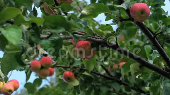 夏天树上的红苹果视频的预览图