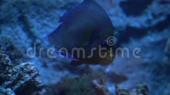 热带深蓝色鱼类特写摄影视频的预览图