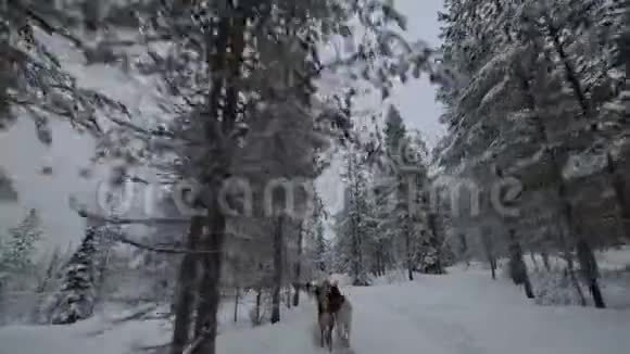 狗在冬天的松木里奔跑视频的预览图