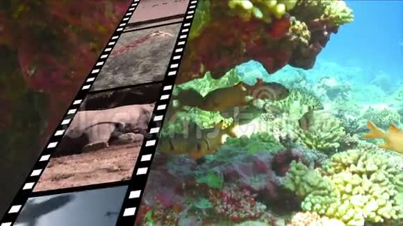 膜条和水下视频的预览图