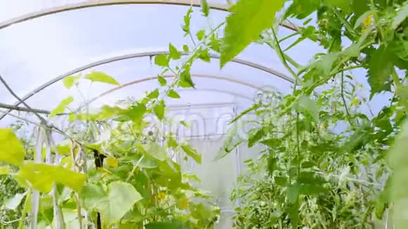 在温室里植物是为了食物而生长的视频的预览图