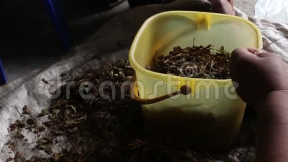 工人在塑料桶里切干药草视频的预览图