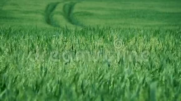 夏季微风中穿过玉米田的足迹视频的预览图