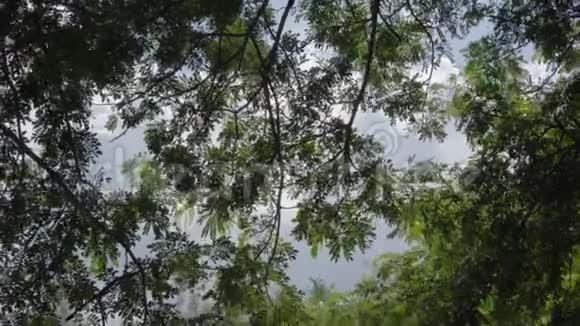 4K青绿雨林树阳光照射广场公园景观理念为春季户外夏季森林阳光运动视频的预览图