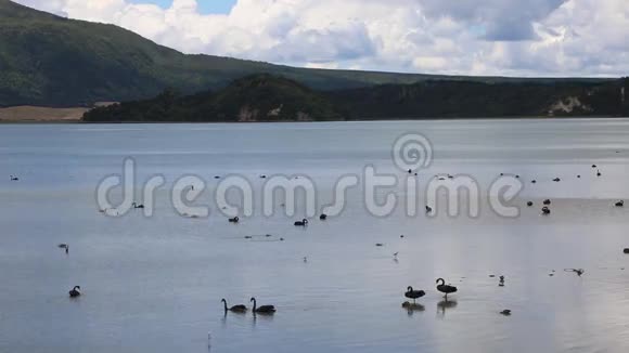 黑天鹅罗托马哈纳湖视频的预览图