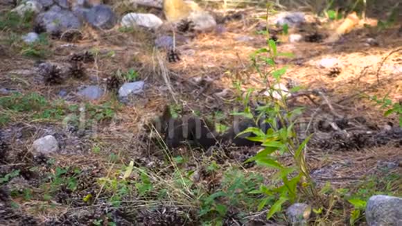 黑毛白种人在秋松林中滑稽地吃种子背景野生动物主题慢视频的预览图