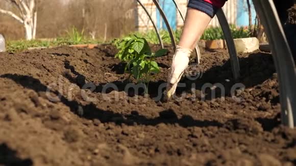 春天在种植园里种了番茄苗双手戴手套种在地上的嫩芽视频的预览图