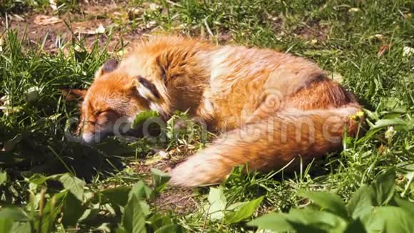 美丽的毛茸茸的野生红狐狸在阳光明媚的日子里在草地上休息和睡觉视频的预览图