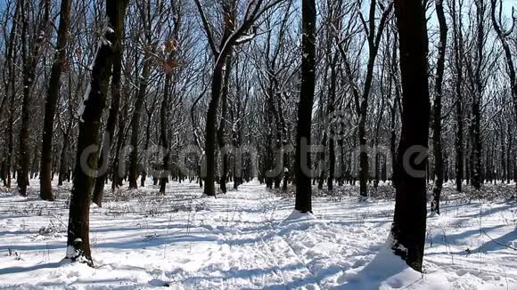 在森林的冬天降雪之后是美丽而安静的视频的预览图