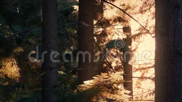 夏日傍晚阳光照亮了树木视频的预览图