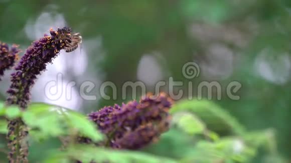 在紫薇花上近距离拍摄蜜蜂视频的预览图