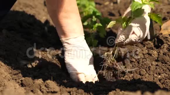 绿芽种在地上双手戴手套特写镜头番茄农民的种植西红柿苗视频的预览图