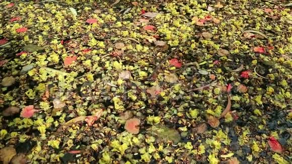 美丽的落花和绿叶漂浮在绿水上视频的预览图