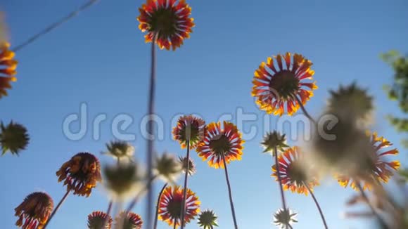 从下面的生活方式来看蓝色天空的自然景观是一朵朵橙色的花视频的预览图