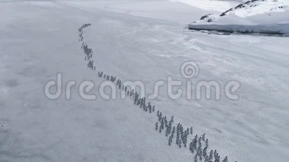 南极洲Gentoo企鹅迁徙无人机景观视频的预览图
