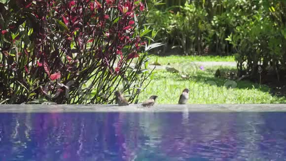 哈克帕瑟蒙塔努斯在游泳池里游泳慢动作视频的预览图