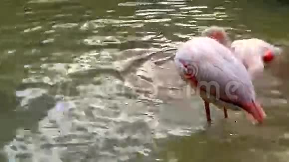 粉红色的火烈鸟正在享受水视频的预览图